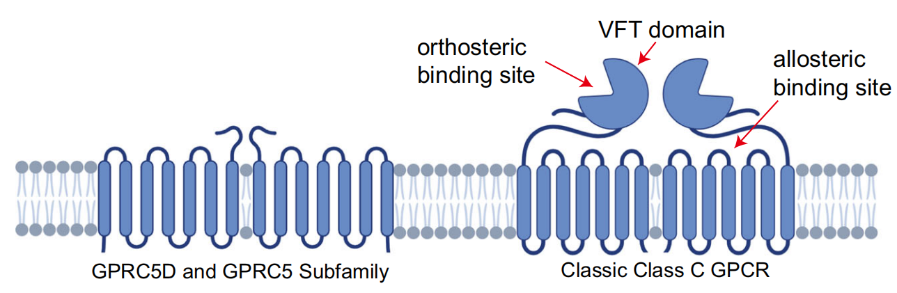 The binding mechanism of an anti multiple myeloma antibody to the human GPRC5D homodimer